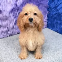 Minnie  - 7 day return guarantees, a female Cockapoo for sale in Donna, TX – 1 of 10