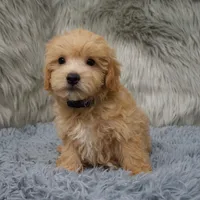 Hunter, a male Maltipoo for sale in Donna, TX – Photo 6 of 6