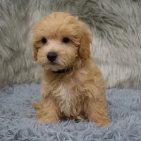 Hunter, a male Maltipoo for sale in Donna, TX – Photo 2 of 6