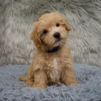 Hunter, a male Maltipoo for sale in Donna, TX – Photo 4 of 6
