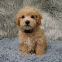 Hunter, a male Maltipoo for sale in Donna, TX – Photo 1 of 6