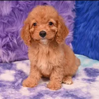 Minnie , a female Cockapoo for sale in Donna, TX – 5 of 10