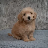 Max  Micro-Mini, a male Miniature Goldendoodle for sale in Donna, TX – 6 of 6