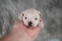 Mike , a male Maltipoo for sale in Donna, TX – 3 of 10