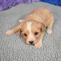 Moose - 7 day return guarantees, a male Cavapoo for sale in Donna, TX – 7 of 10