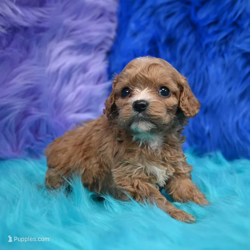 Stella  – Cavapoo puppy for sale in Donna, TX