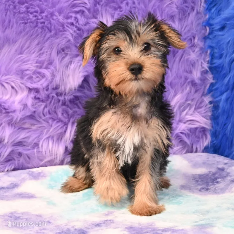 Cooper – Yorkshire Terrier puppy for sale in Donna, TX