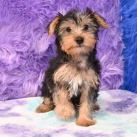 Cooper, a male Yorkshire Terrier for sale in Donna, TX – 1 of 10