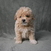 Shadow, a male Maltipoo for sale in Donna, TX – 5 of 10