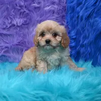 Bruno , a male Cavapoo for sale in Donna, TX – 6 of 6