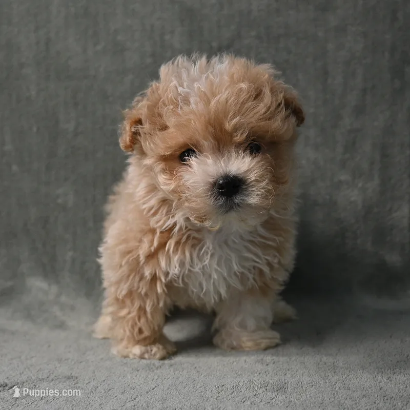 Sammy - 7 day return guarantees – Maltipoo puppy for sale in Donna, TX
