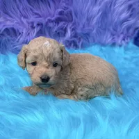 Hunter , a male Poodle - Miniature  for sale in Donna, TX – 6 of 10