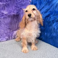 Annie  - 7 day return guarantees, a female Cockapoo for sale in Donna, TX – 5 of 10