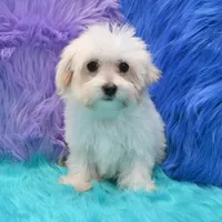 Becky , a female Maltipoo for sale in Donna, TX – 7 of 8