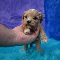 Duchess, a female Cavapoo for sale in Donna, TX – 2 of 5