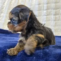 3939, a male Yorkshire Terrier for sale in Donna, TX – 3 of 10