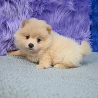 Remy, a male Pomeranian for sale in Donna, TX – 2 of 10