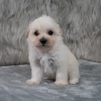Raul , a male Maltipoo for sale in Donna, TX – 7 of 8