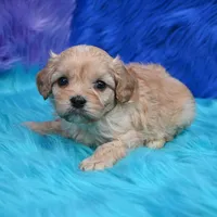 Bruno , a male Cavapoo for sale in Donna, TX – 7 of 7