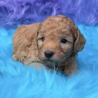Oliver , a male Poodle - Miniature  for sale in Donna, TX – 3 of 9