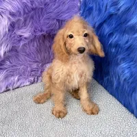 Dexter - 7 day return guarantees, a male Cockapoo for sale in Donna, TX – 3 of 9
