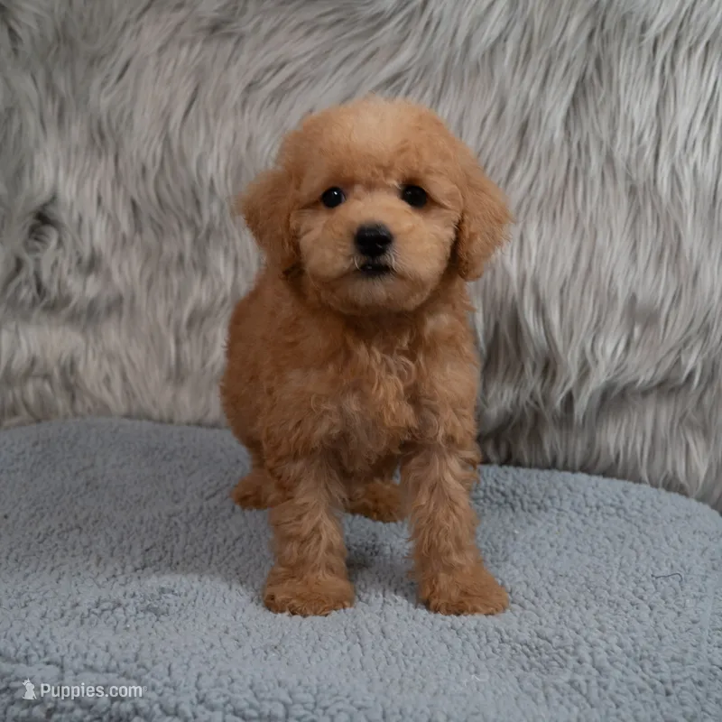 Hank Micro Mini – Miniature Goldendoodle puppy for sale in Donna, TX