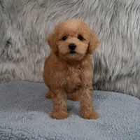 Hank Micro Mini, a male Miniature Goldendoodle for sale in Donna, TX – 1 of 6