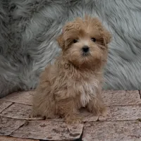 Bandit , a male Maltipoo for sale in Donna, TX – Photo 3 of 6