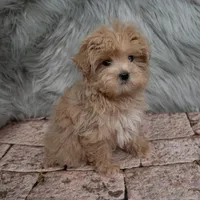 Bandit , a male Maltipoo for sale in Donna, TX – Photo 1 of 6