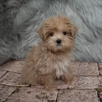 Bandit , a male Maltipoo for sale in Donna, TX – Photo 6 of 6