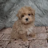 Bandit , a male Maltipoo for sale in Donna, TX – Photo 5 of 6