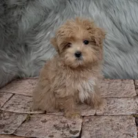Bandit , a male Maltipoo for sale in Donna, TX – Photo 2 of 6