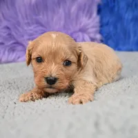 Bentley - 7 day return guarantees, a male Cavapoo for sale in Donna, TX – 3 of 10