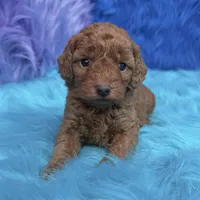 karina, a female Poodle - Miniature  for sale in Donna, TX – 9 of 10