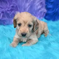 Duke , a male Cockapoo for sale in Donna, TX – 2 of 6