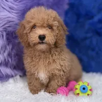 Paul, a male Shihpoo for sale in Donna, TX – 7 of 10