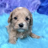 Scout , a male Cavapoo for sale in Donna, TX – 4 of 8