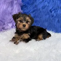 John - 7 day return guarantees, a male Yorkshire Terrier for sale in Donna, TX – 7 of 10