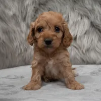 Scout , a male Cockapoo for sale in Donna, TX – Photo 4 of 8