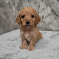 Scout , a male Cockapoo for sale in Donna, TX – Photo 1 of 8