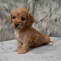 Scout , a male Cockapoo for sale in Donna, TX – Photo 7 of 8