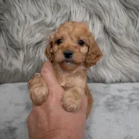 Scout , a male Cockapoo for sale in Donna, TX – Photo 6 of 8