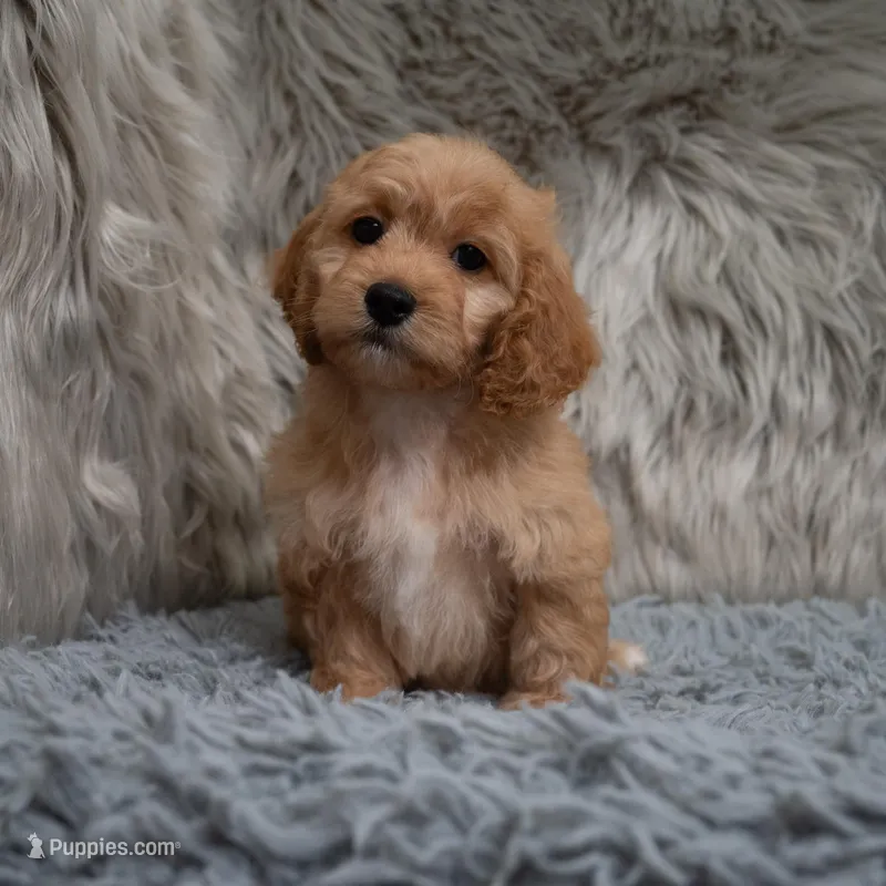 Scout  – Cockapoo puppy for sale in Donna, TX