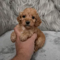 Scout , a male Cockapoo for sale in Donna, TX – Photo 8 of 8