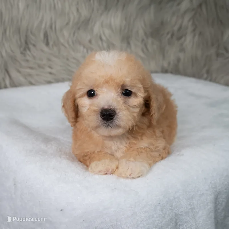 Archie  Micro-Mini – Miniature Goldendoodle puppy for sale in Donna, TX
