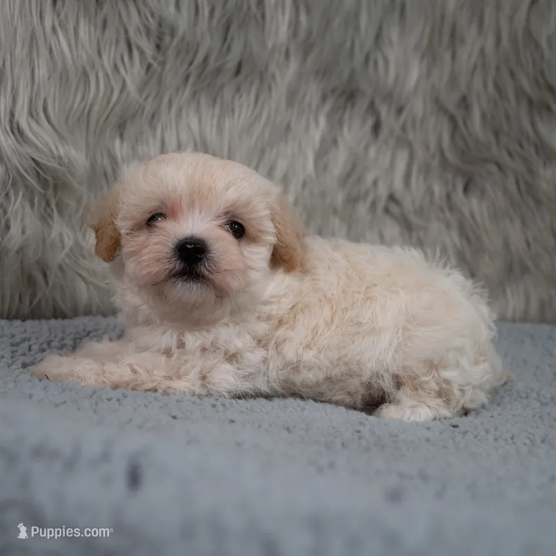 Charlie  – Maltipoo puppy for sale in Donna, TX