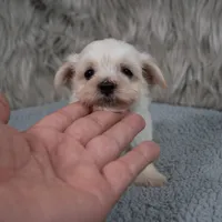 Becky , a female Maltipoo for sale in Donna, TX – 4 of 6