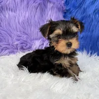 Angel - 7 day return guarantees, a female Yorkshire Terrier for sale in Donna, TX – 1 of 10