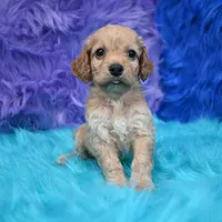 Thor , a male Cockapoo for sale in Donna, TX – 4 of 8