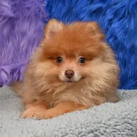 Teddy, a male Pomeranian for sale in Donna, TX – 2 of 9
